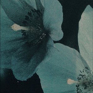 Meet your Posher, Ansley